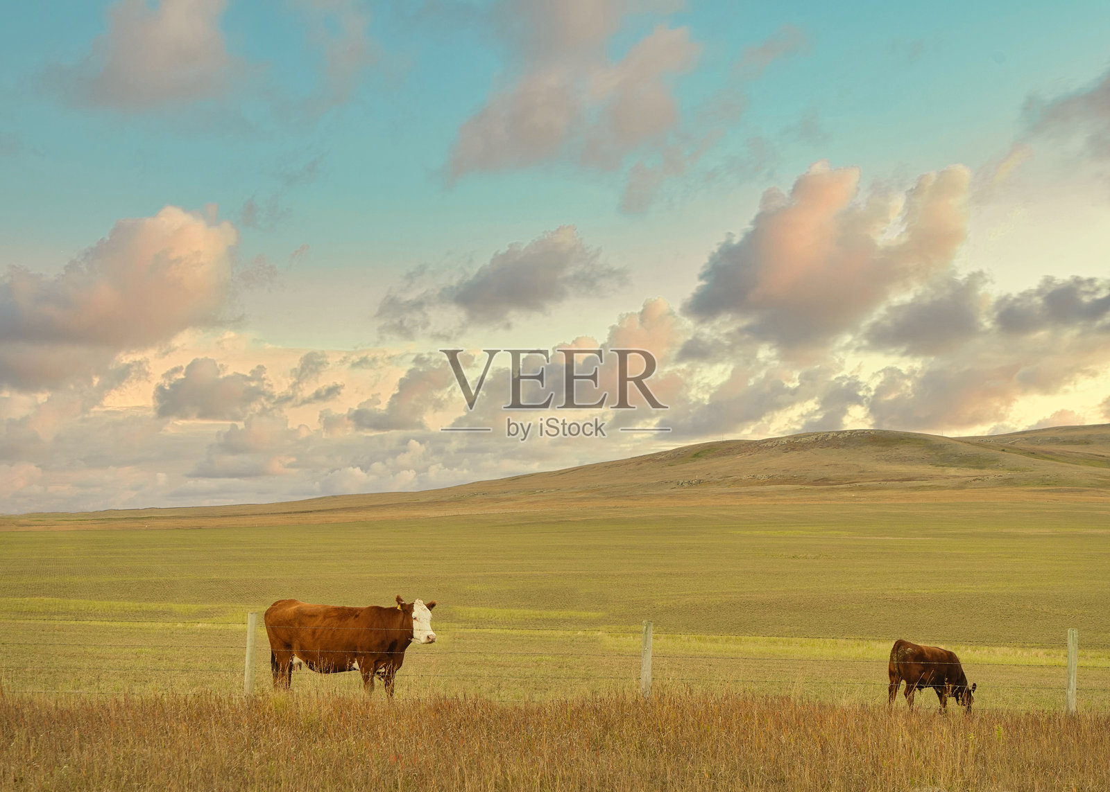 阿尔伯塔农田照片摄影图片