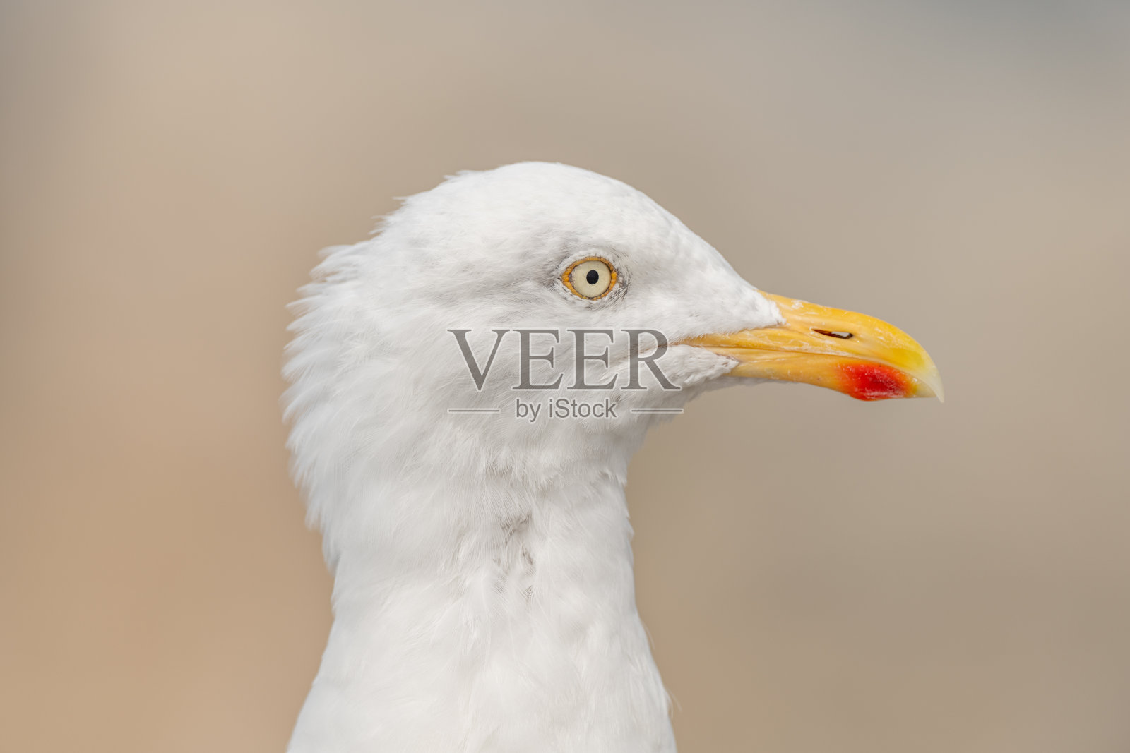 大西洋悬崖上的银鸥（Larus argentatus）肖像照片摄影图片