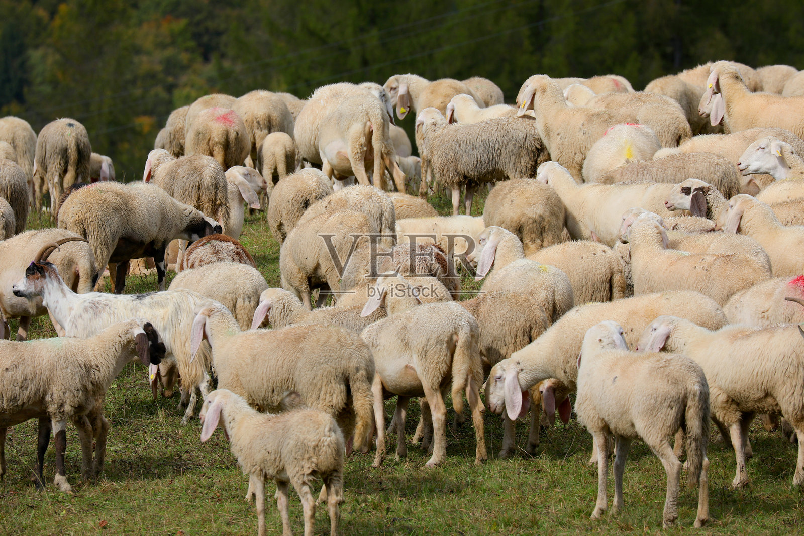在绿色草地上吃草的白羊群中的一只羊照片摄影图片