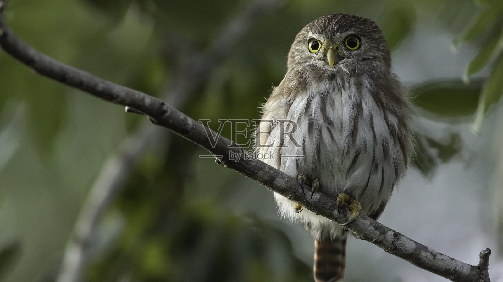 铁锈色矮猫头鹰在鸣叫照片摄影图片