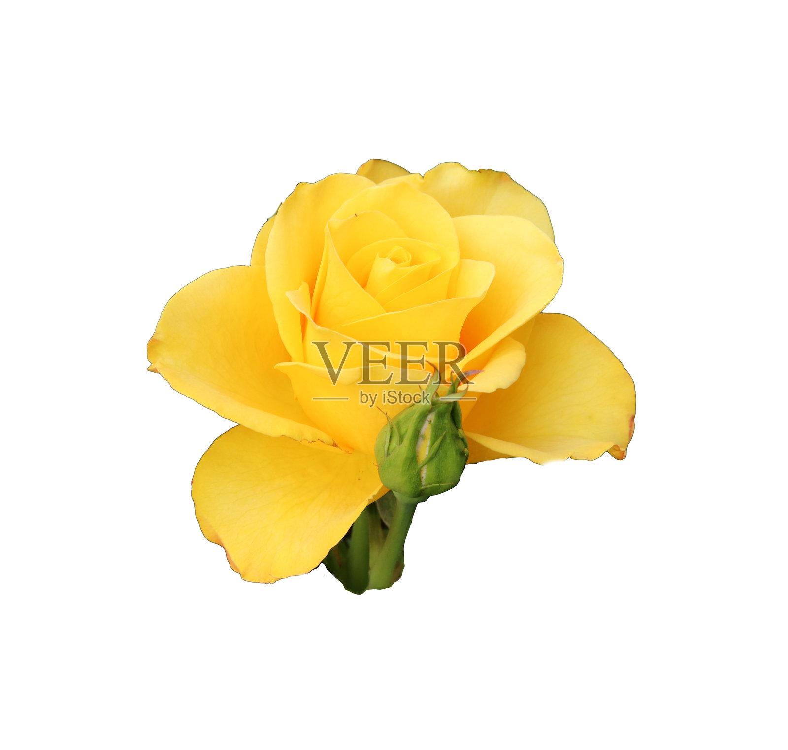 黄色玫瑰花与花蕾 - 白色背景上的彩色照片，适合设计使用照片摄影图片