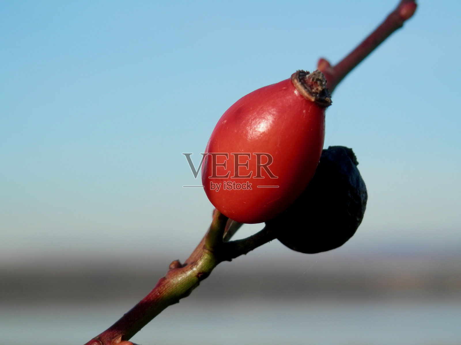 秋季的贝尔加凯尔布拉水库，沿着“Osterkuppe”徒步旅行，芦苇、玫瑰果和努姆堡照片摄影图片