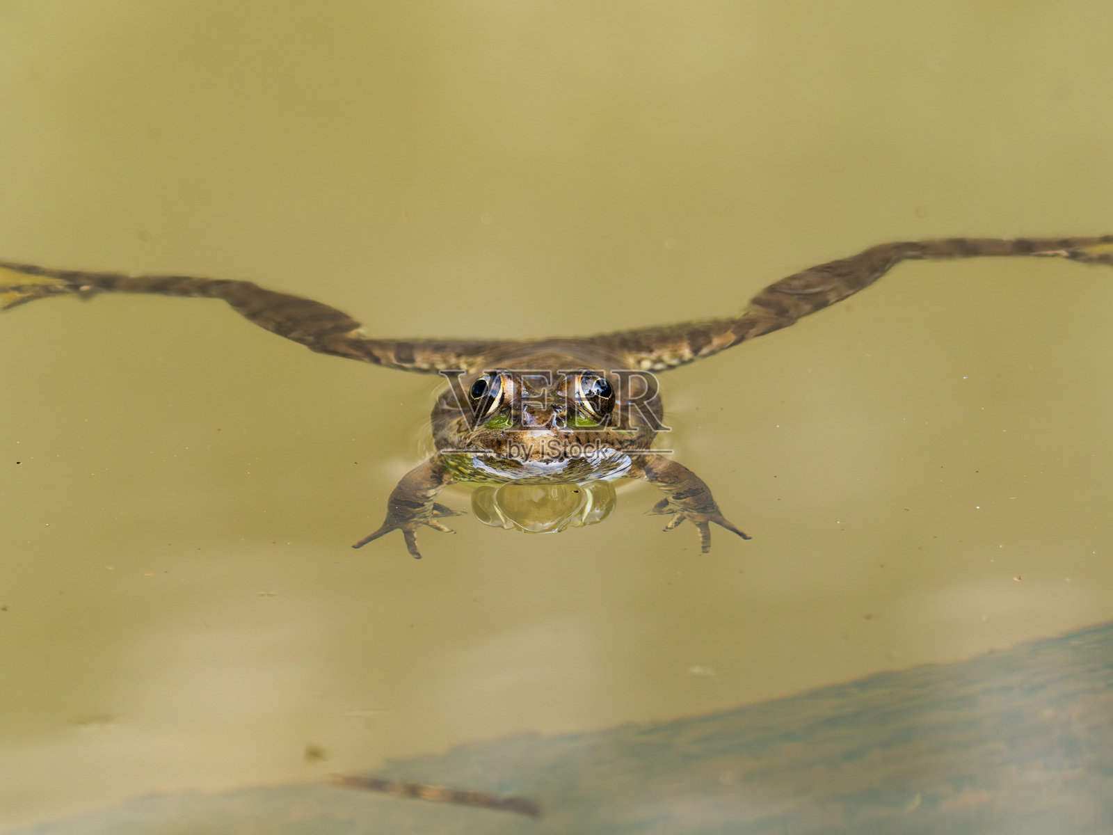 青蛙照片摄影图片