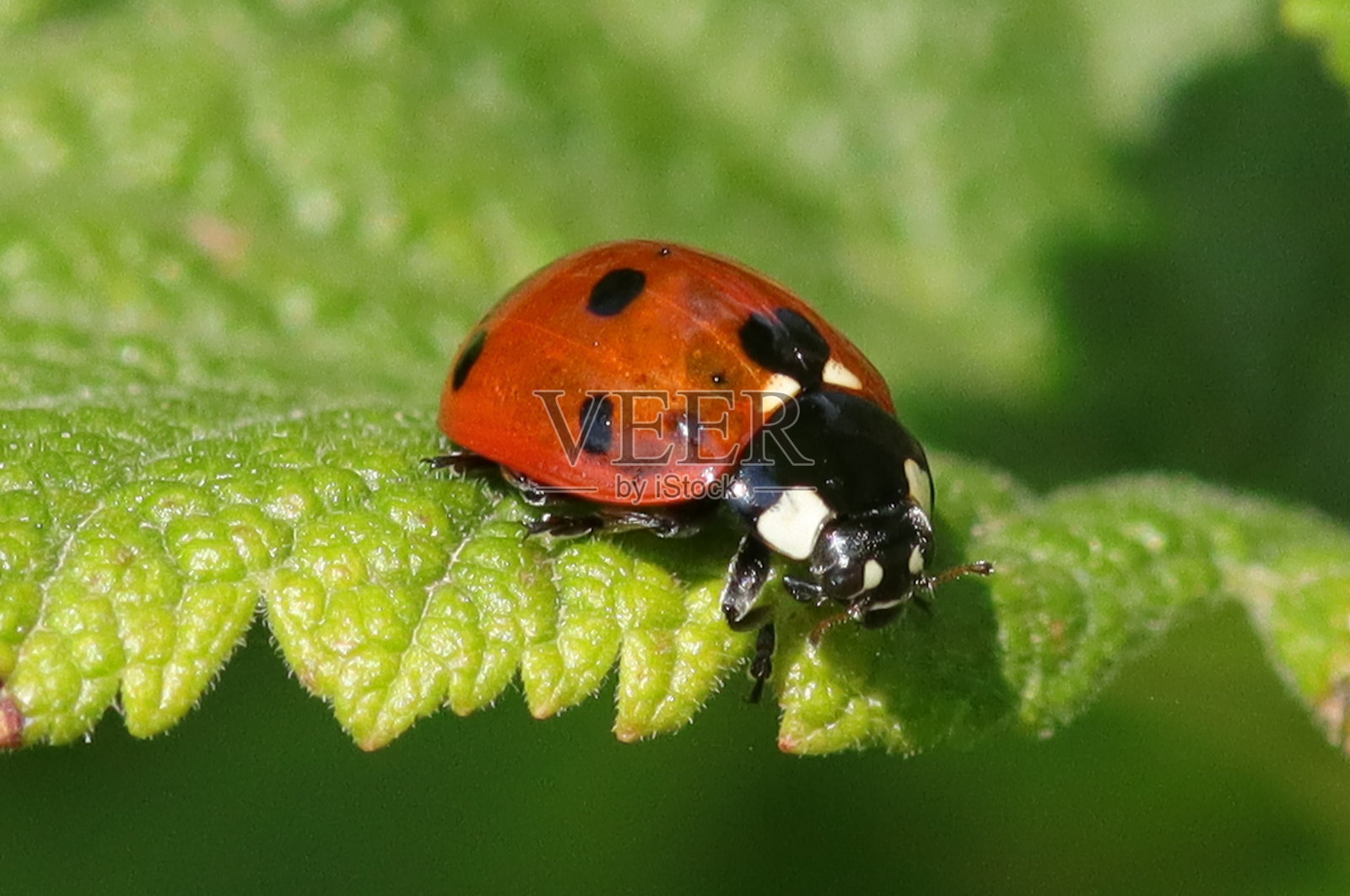 七星瓢虫 (Coccinella septempunctata)照片摄影图片
