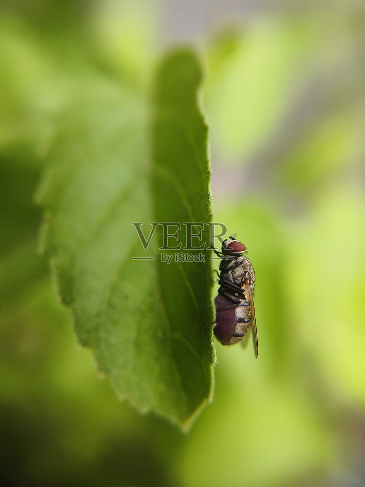 家蝇照片摄影图片