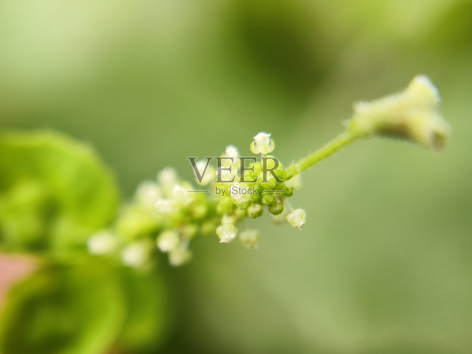 野生植物的微小花朵照片摄影图片