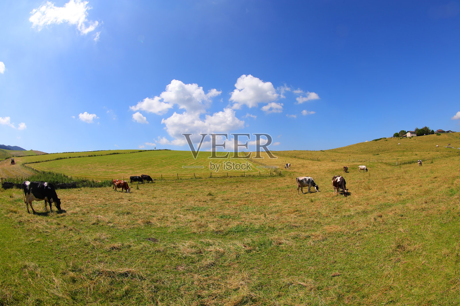 牛在高原的草地上吃草，周围是大自然，蓝天和几朵白云。照片摄影图片