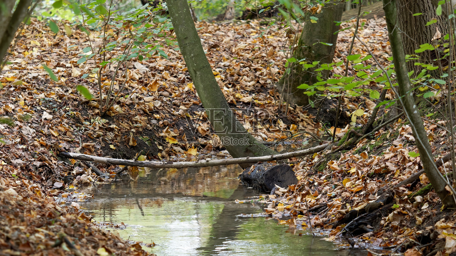 秋季森林中的小溪景观照片摄影图片
