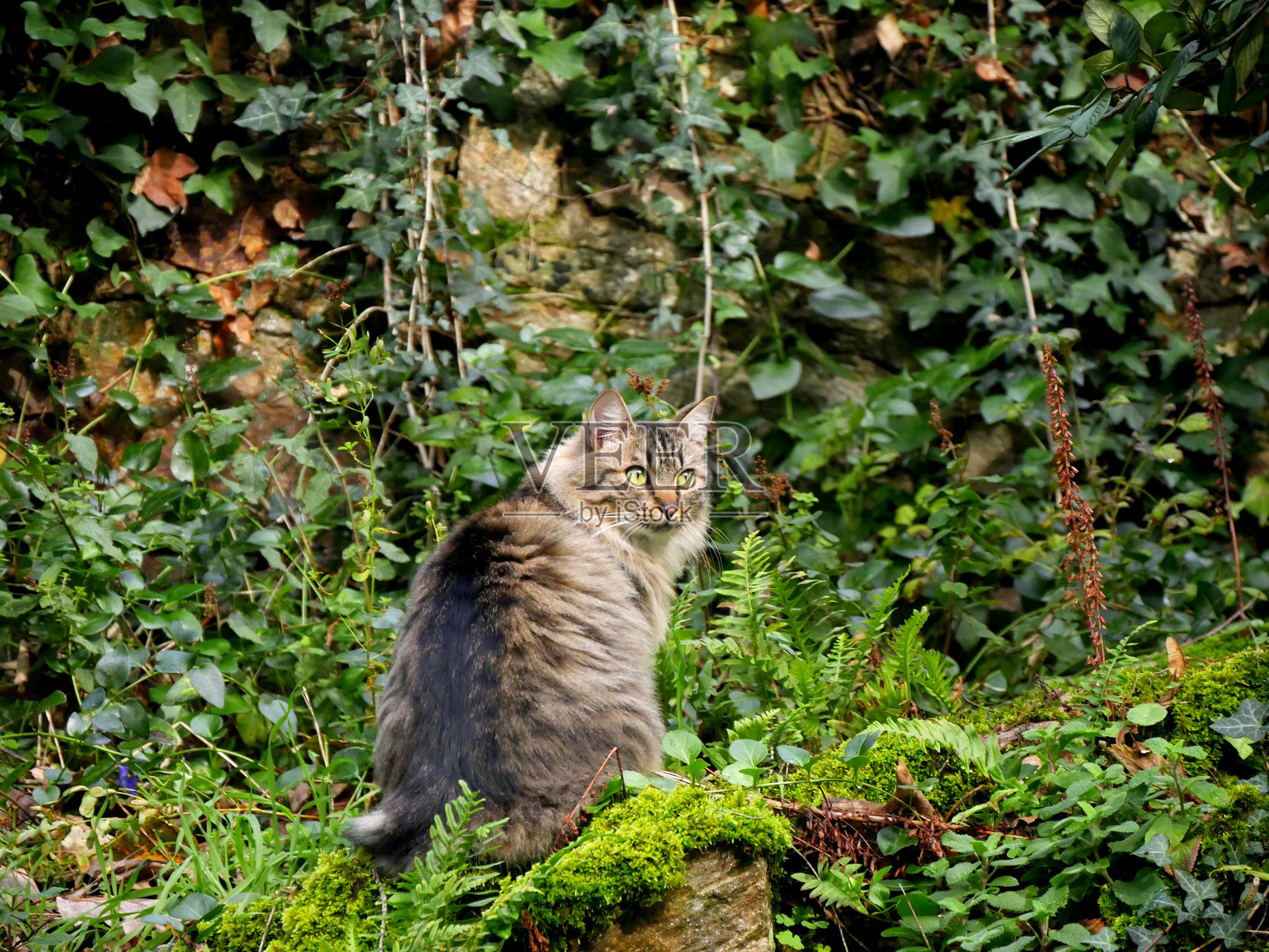 花园里坐着的虎斑猫，背景是绿色植物照片摄影图片
