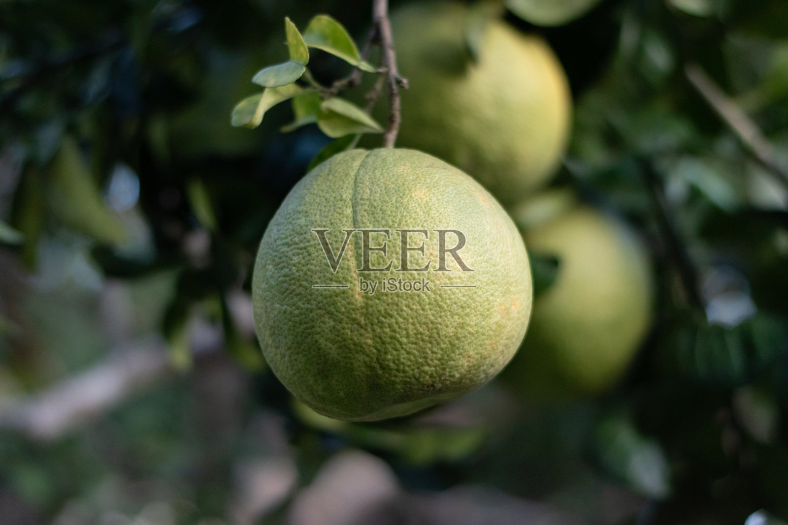 生的和熟的柚子水果照片摄影图片