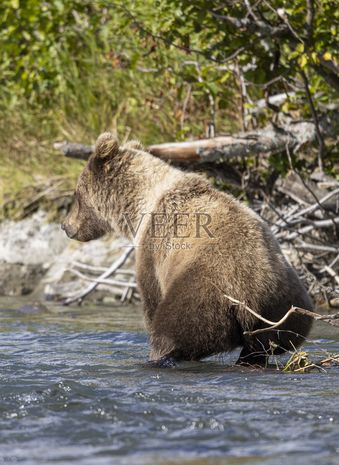 秋天的阿拉斯加基奈河，棕熊在捕鱼。照片摄影图片