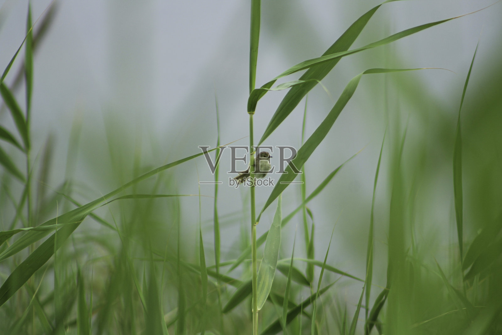 野生动物中的鸟。斑胸草雀栖息在芦苇上。照片摄影图片