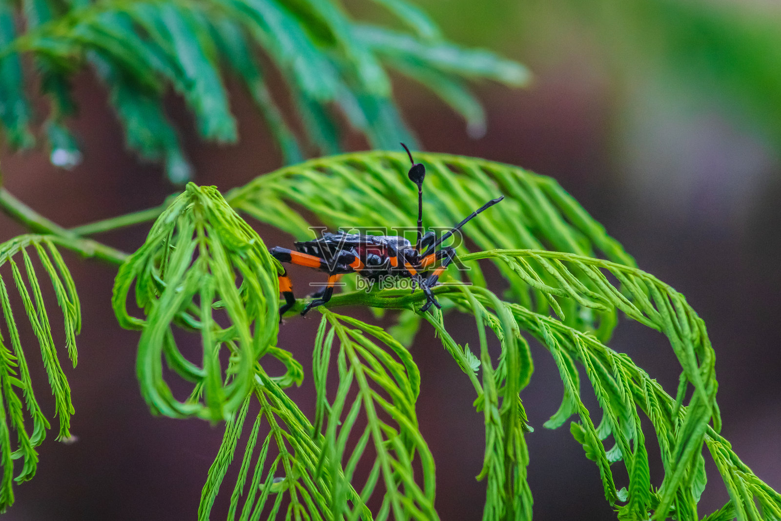 巨型墨西哥豆虫（Thasus neocalifornicus）在萨卡特卡斯的蒙特埃斯科贝多植物上的雨露中照片摄影图片