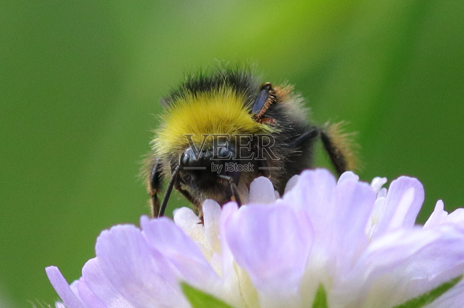 草地大黄蜂 (Bombus pratorum)照片摄影图片