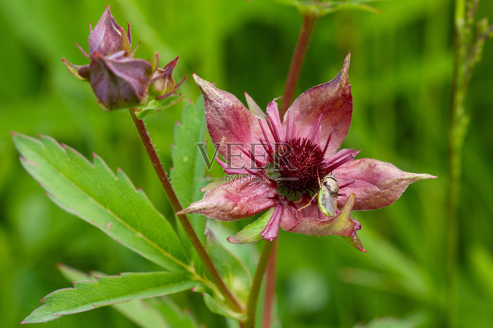 湿地五叶草与昆虫，Comarum palustre，Potentilla palustris；2025年德国的年度花卉照片摄影图片
