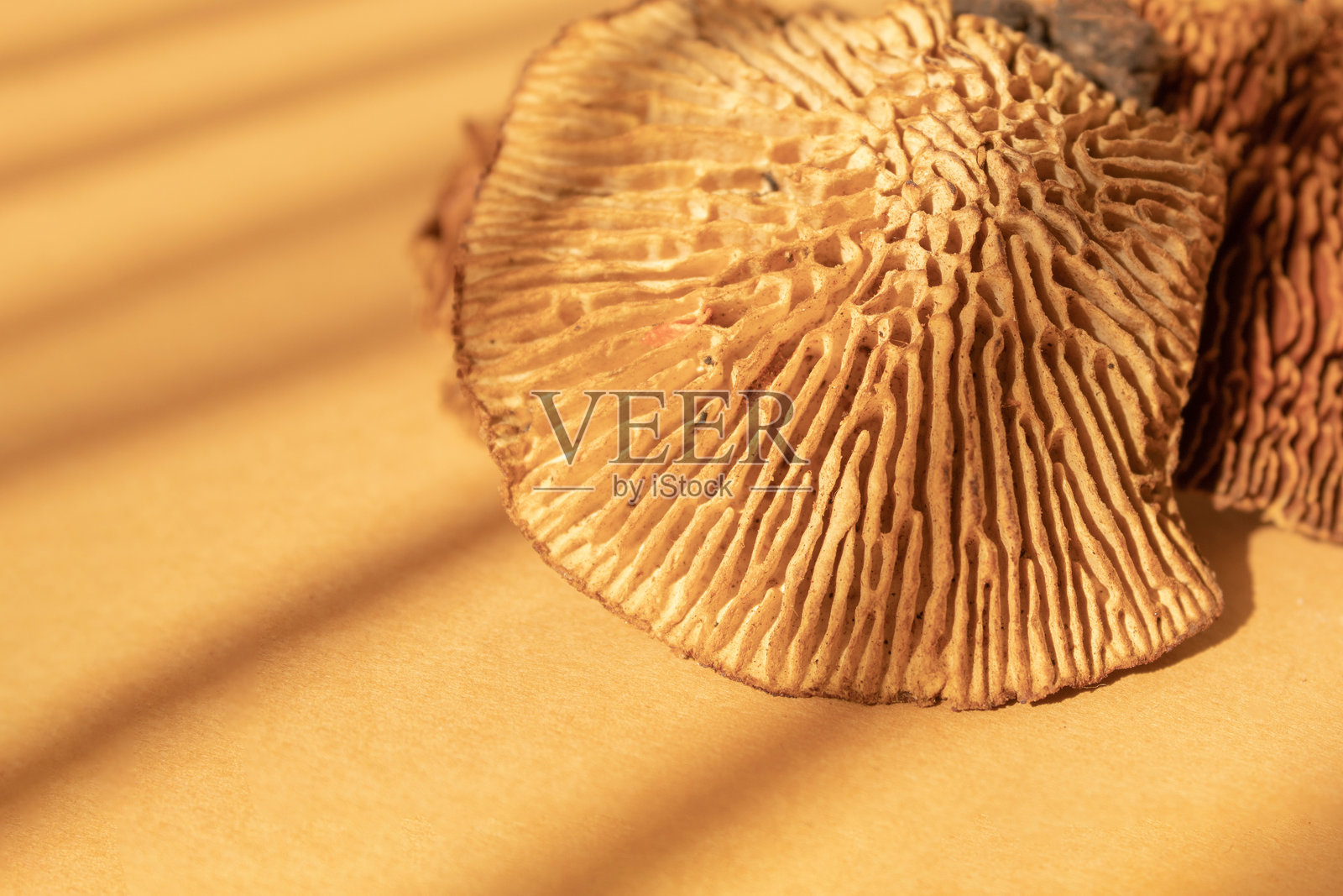 干蘑菇纹理特写。照片摄影图片