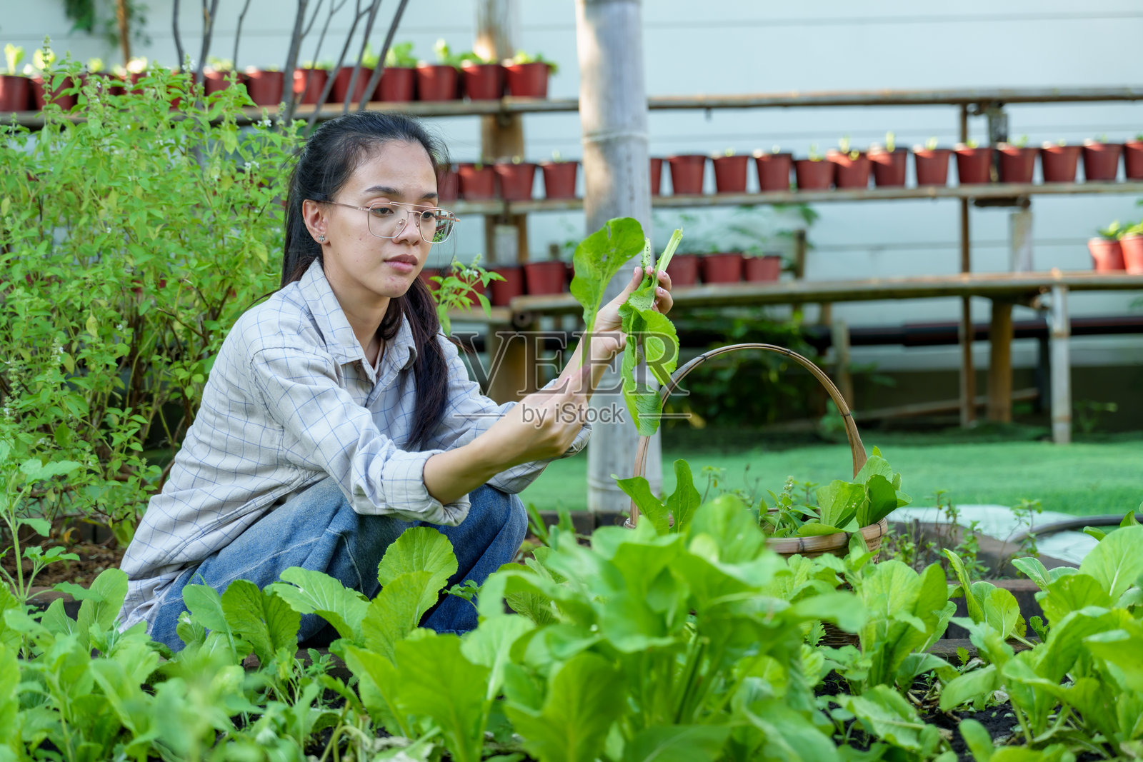 戴眼镜的亚洲女性在有机花园中检查新鲜的绿叶蔬菜。坐在生机勃勃的植物中，体现可持续农业、健康饮食和环境保护的乡村场景。照片摄影图片