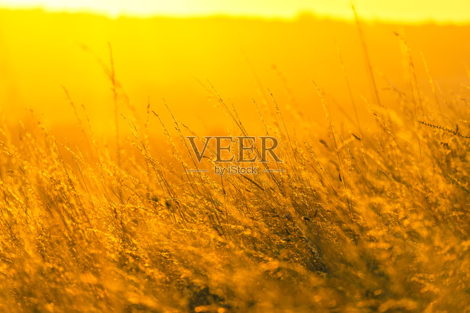 阳光明媚的黄昏谷物田照片摄影图片