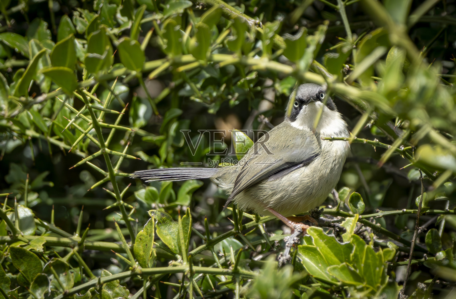 南非野生动物保护区中的条喉阿帕利斯（Apalis thoracica）栖息在树上。照片摄影图片