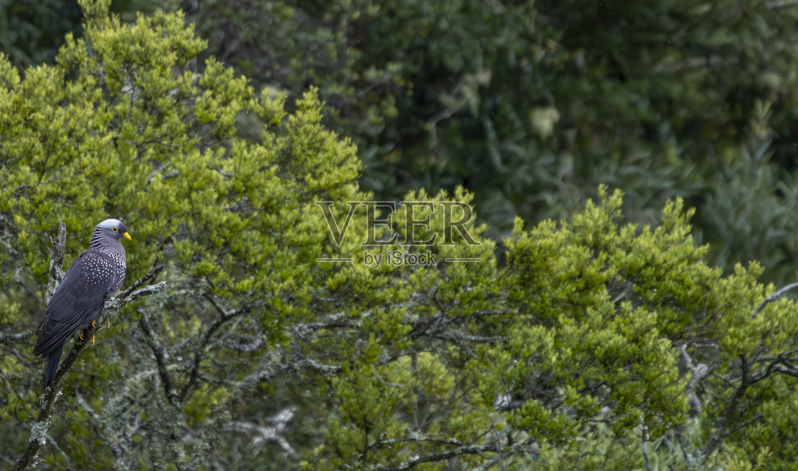 南非野生动物保护区中的非洲橄榄鸠。照片摄影图片