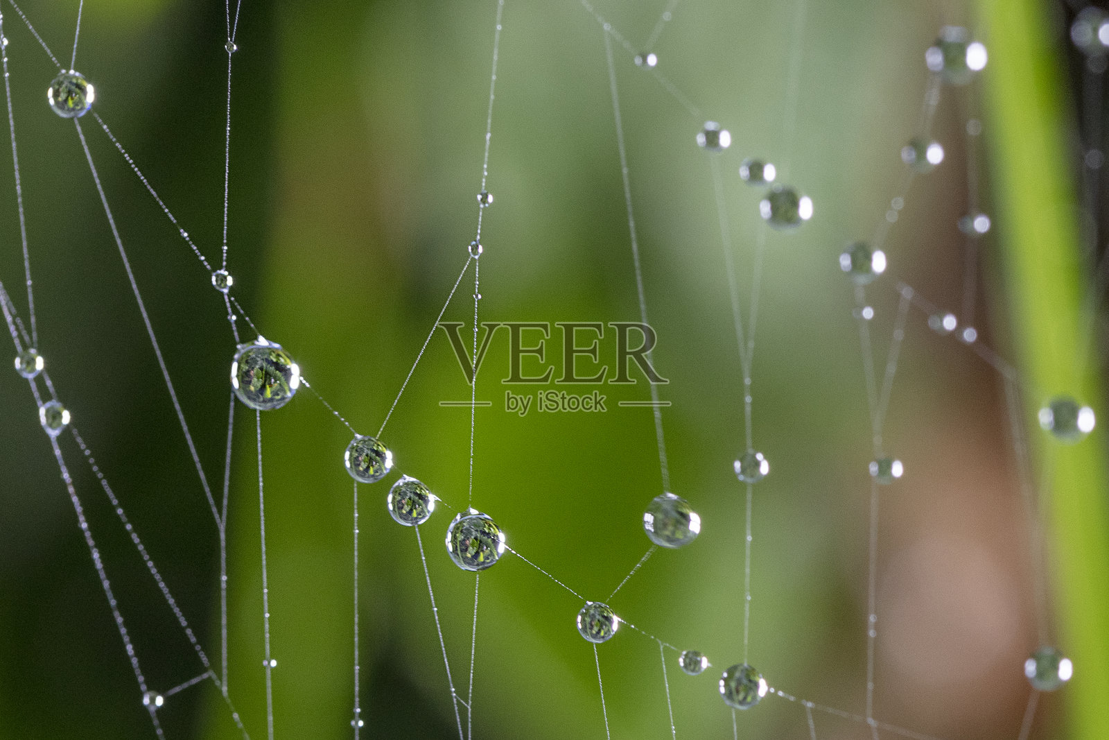蜘蛛网上的水滴照片摄影图片