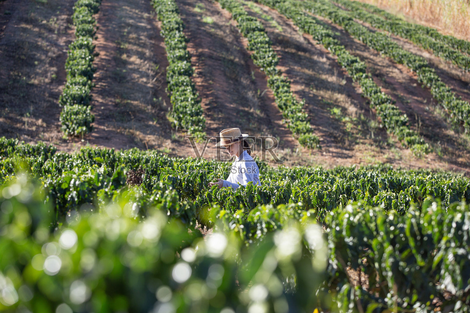 咖啡种植园中的农民照片摄影图片