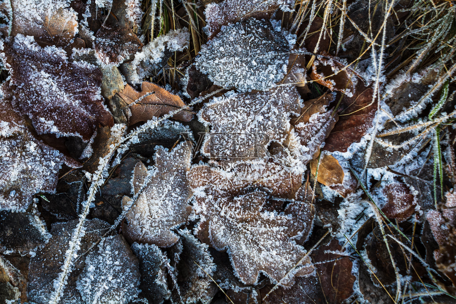 被初霜笼罩的自然风光：覆盖着霜冻的植物和冰花图案营造出神奇的冬季氛围照片摄影图片