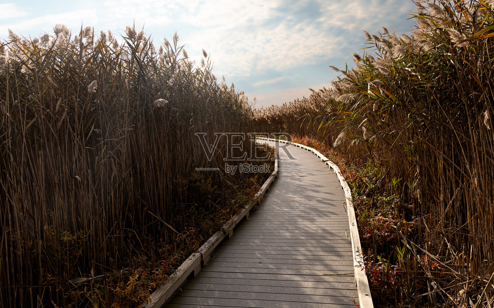 沼泽边 #4照片摄影图片