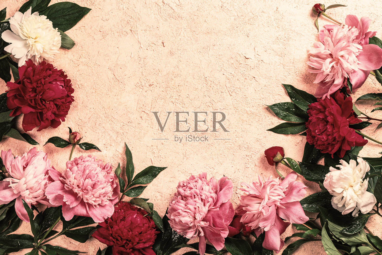 抽象花卉框架布局，留有文本空白。米色背景上的牡丹花。浪漫的构图照片摄影图片