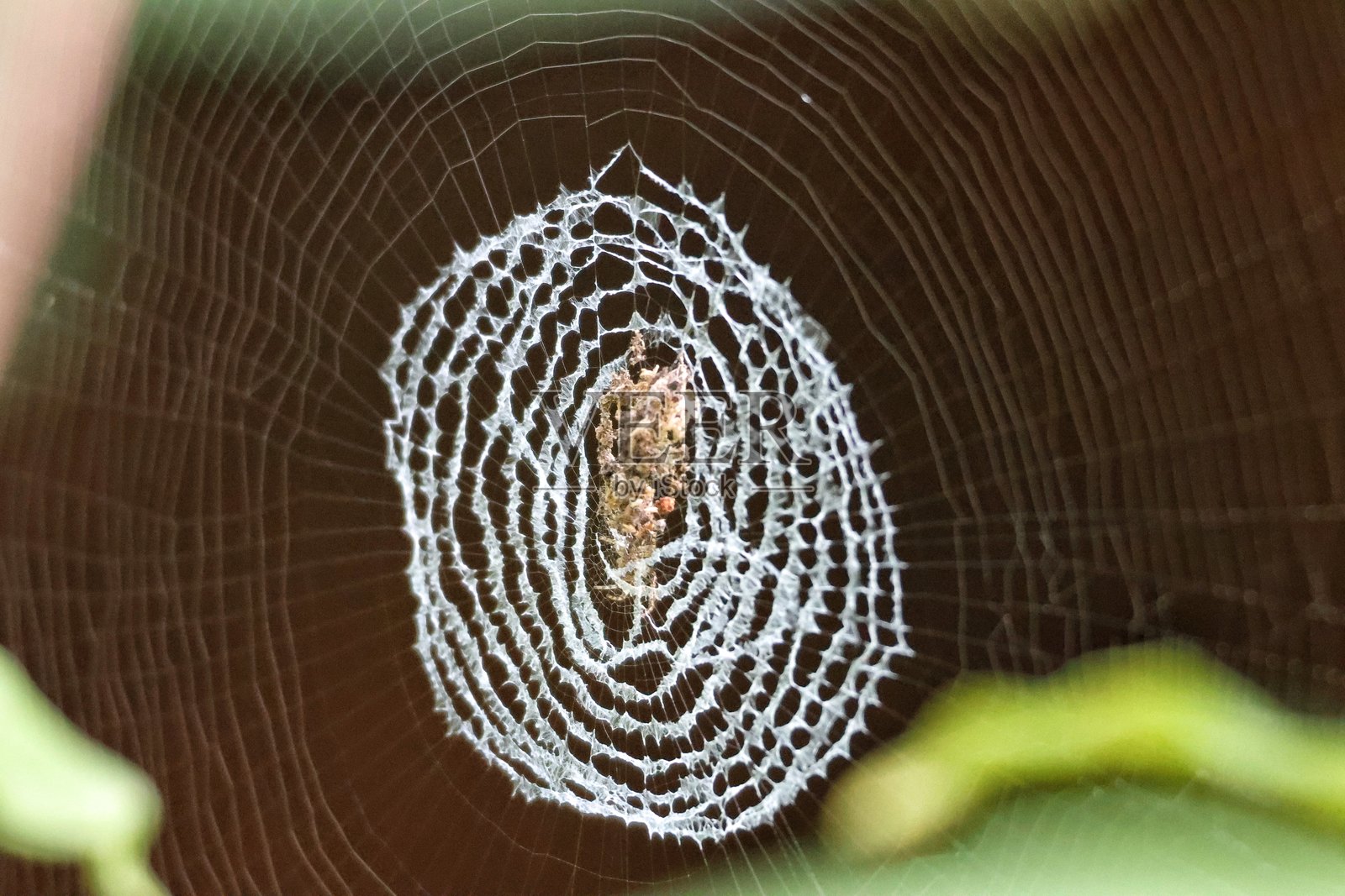 蜘蛛在蛛网上的特写镜头照片摄影图片
