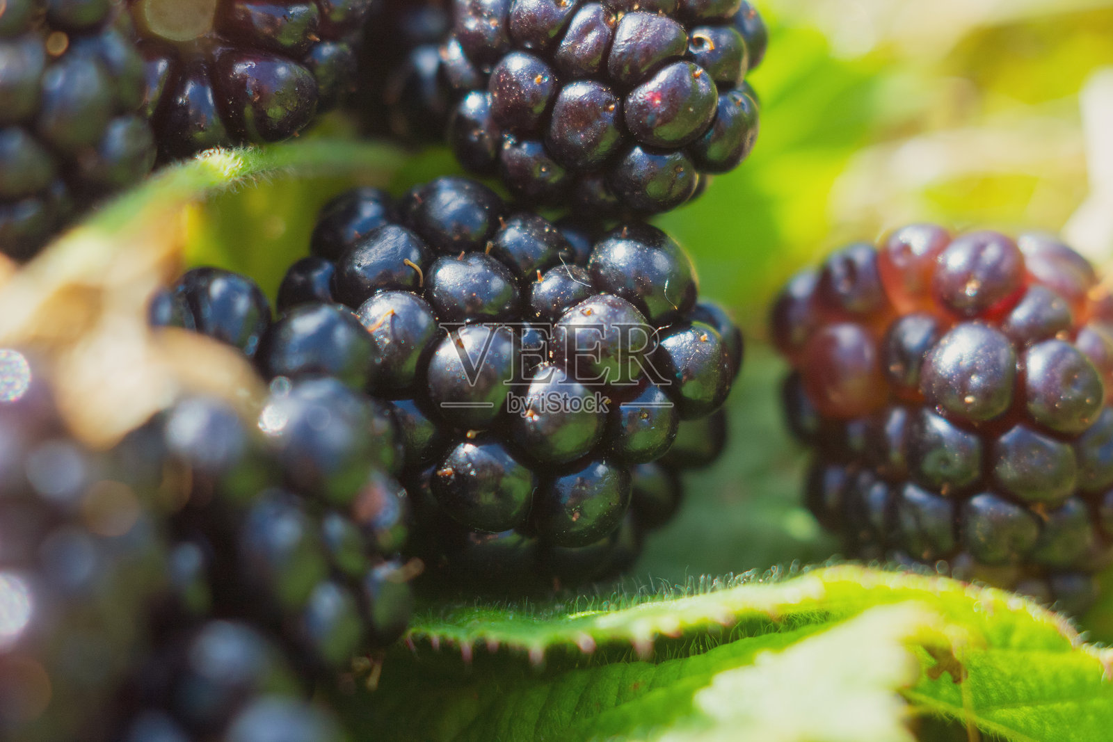 一组多汁的黑莓特写，表面有生动的质感和露珠，传达出清新和夏日的氛围。照片摄影图片