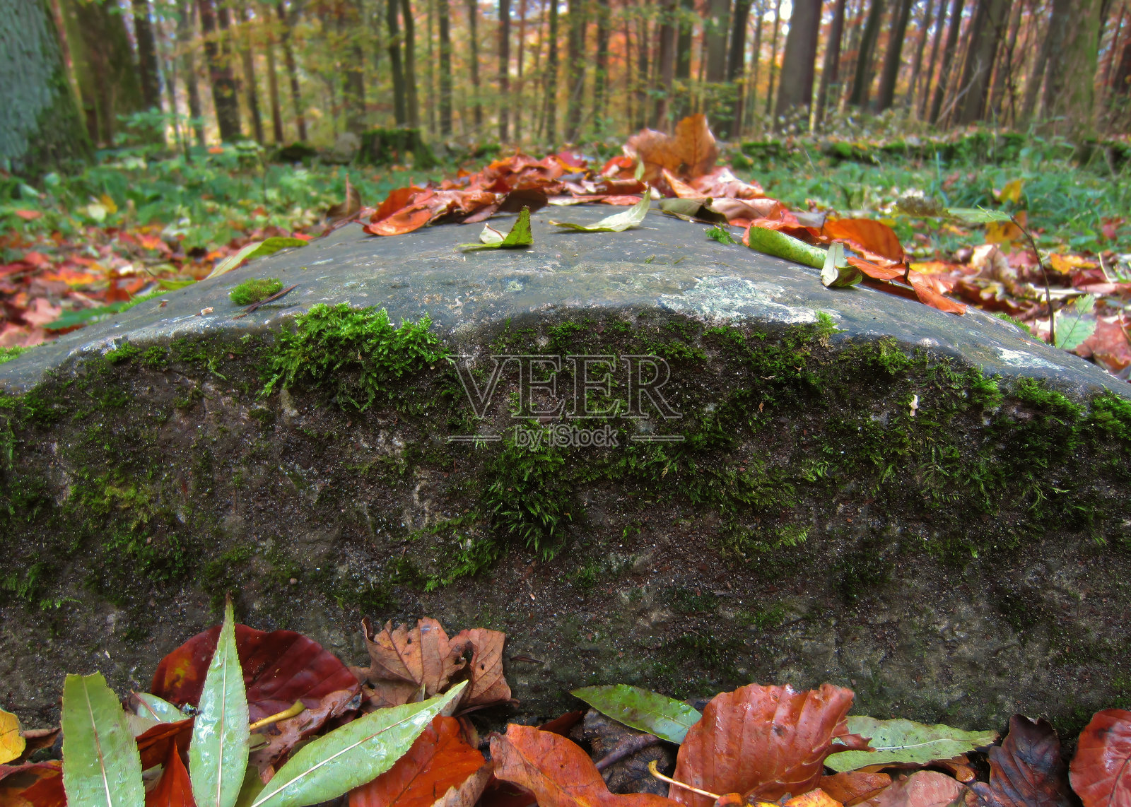 长满苔藓和秋叶的古老墓碑照片摄影图片
