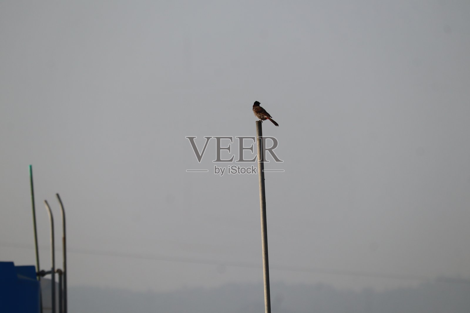 鸟类照片摄影图片