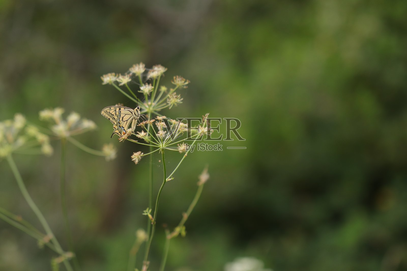 凤蝶照片摄影图片