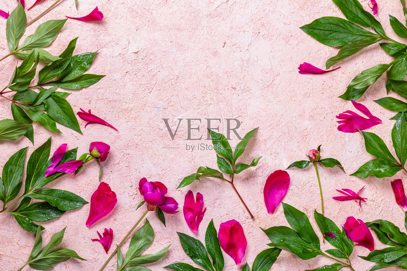 抽象花卉框架布局，留有文本空白。粉色背景上的牡丹花。浪漫的构图照片摄影图片