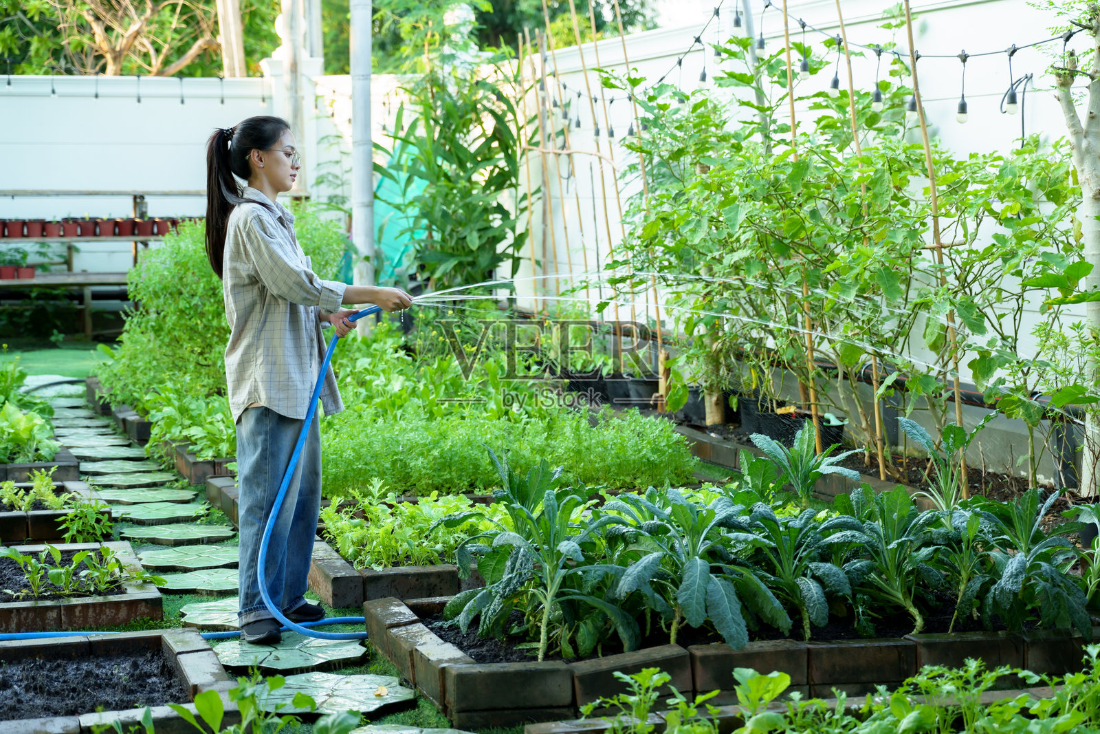 戴眼镜的亚洲女性在家中的有机花园里浇水给绿叶蔬菜。她被茂盛的植物环绕，传达出快乐、可持续性和对健康、环保生活方式的执着。照片摄影图片