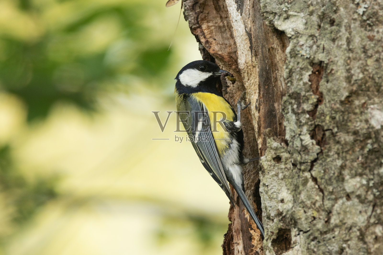 大山雀在爱沙尼亚繁殖季节进入树木的巢穴。照片摄影图片