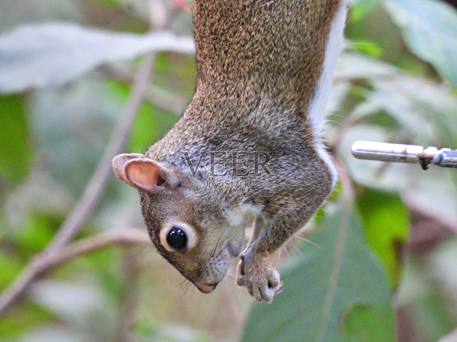 灰松鼠（Sciurus carolinensis）- 悬挂在鸟食器上吃种子照片摄影图片