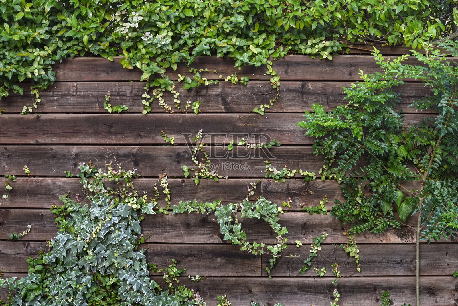 木板墙和植物。照片摄影图片