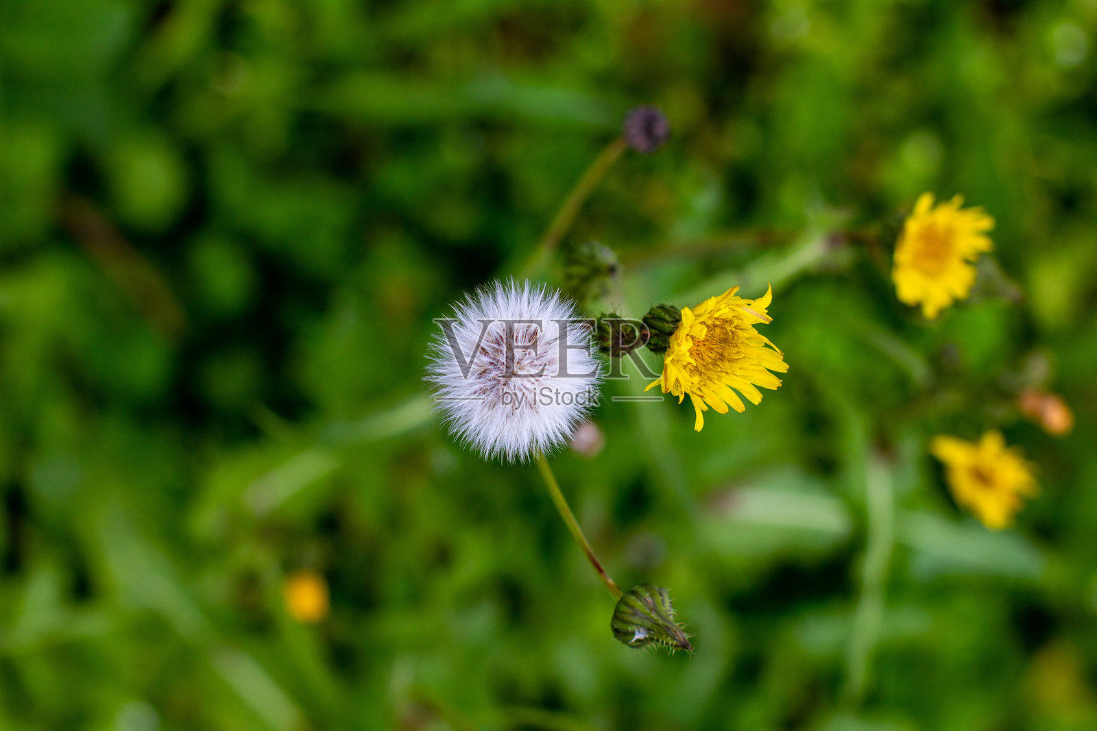 黄色和白色的蒲公英照片摄影图片