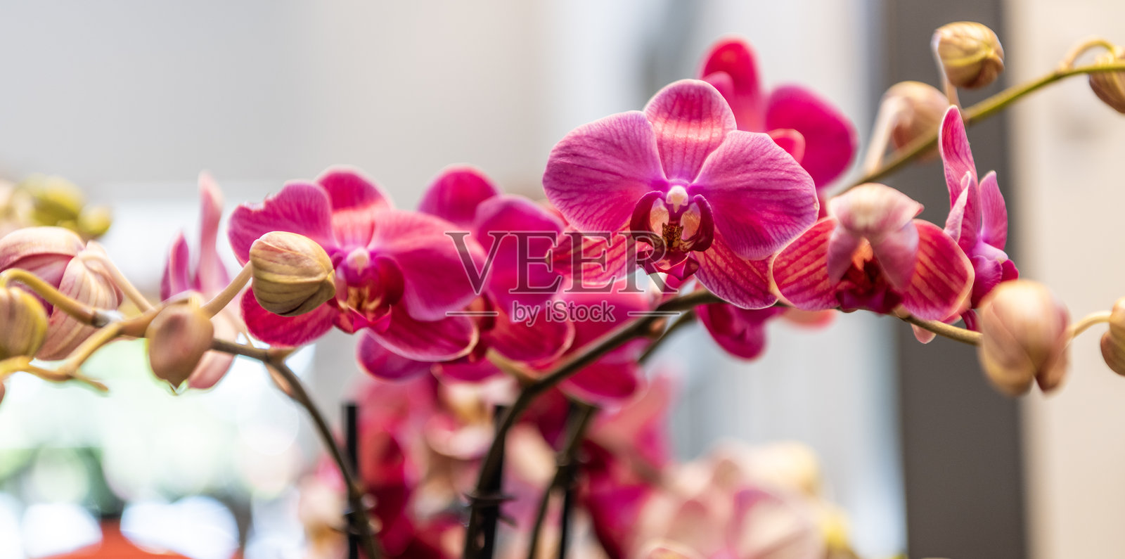 花卉自然。明亮色彩的兰花。花开的自然。紫红色的兰花。花卉微距摄影。植物和自然特写。紫红色兰花。绽放的美丽。照片摄影图片