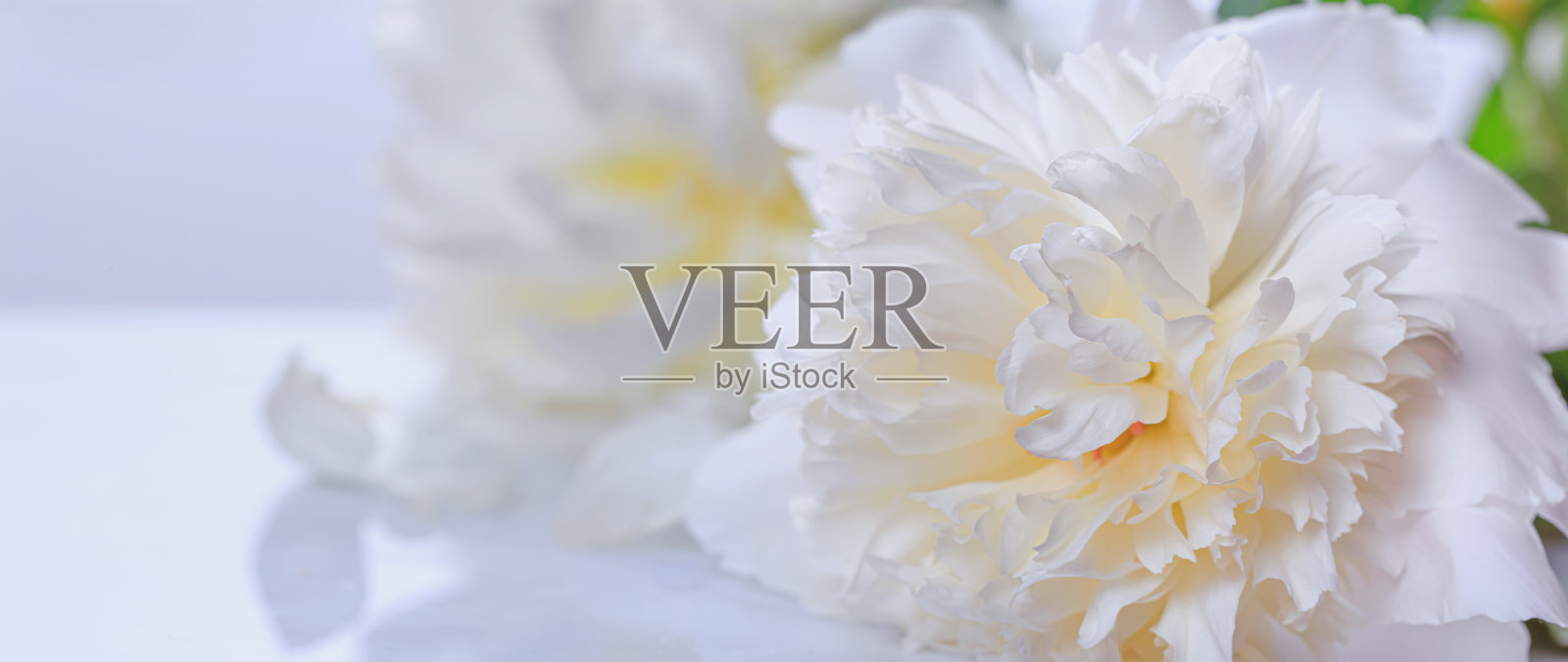 抽象浪漫背景，细腻的白色牡丹花，选择性对焦，特写。浪漫横幅照片摄影图片