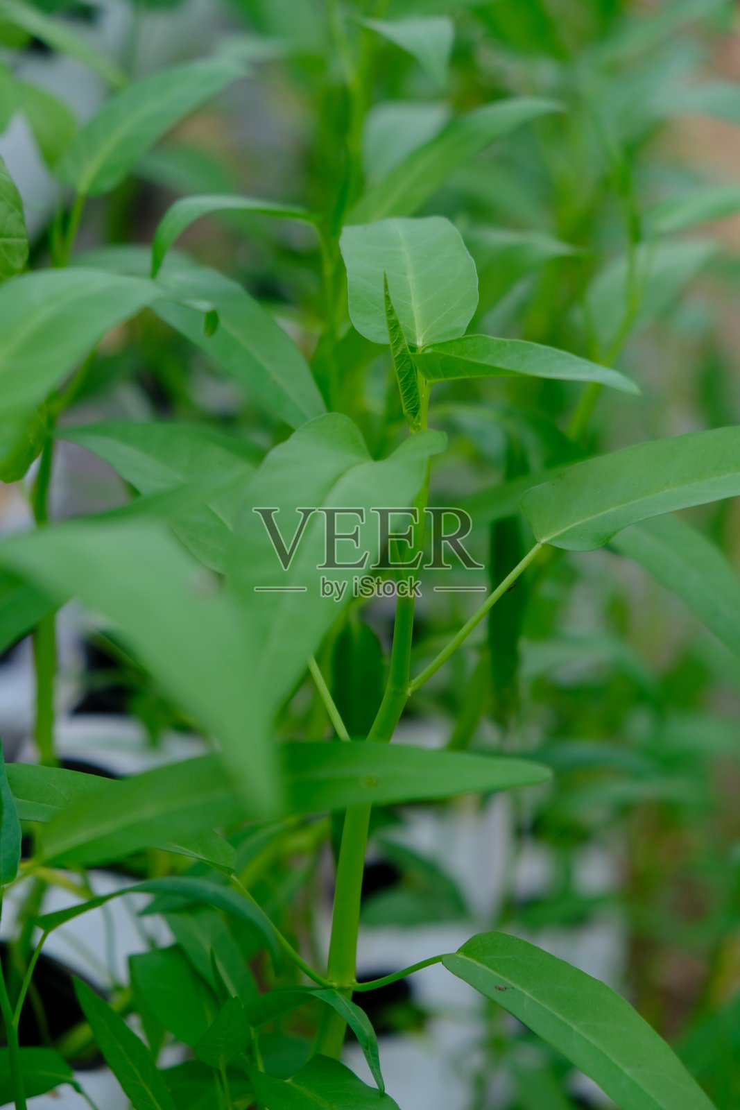 羽衣甘蓝是一种包括蔬菜的植物，作为食物种植。空心菜在亚洲地区广泛可得。这种空心菜采用水培法种植。牵牛花。照片摄影图片