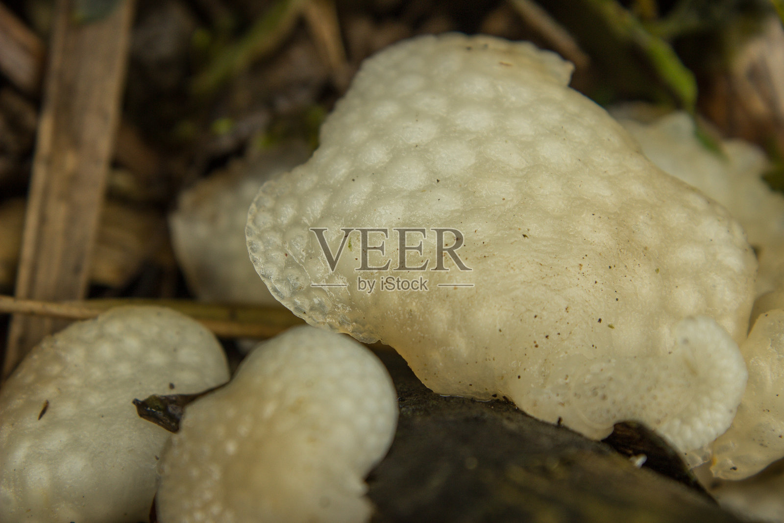 蘑菇采集照片摄影图片