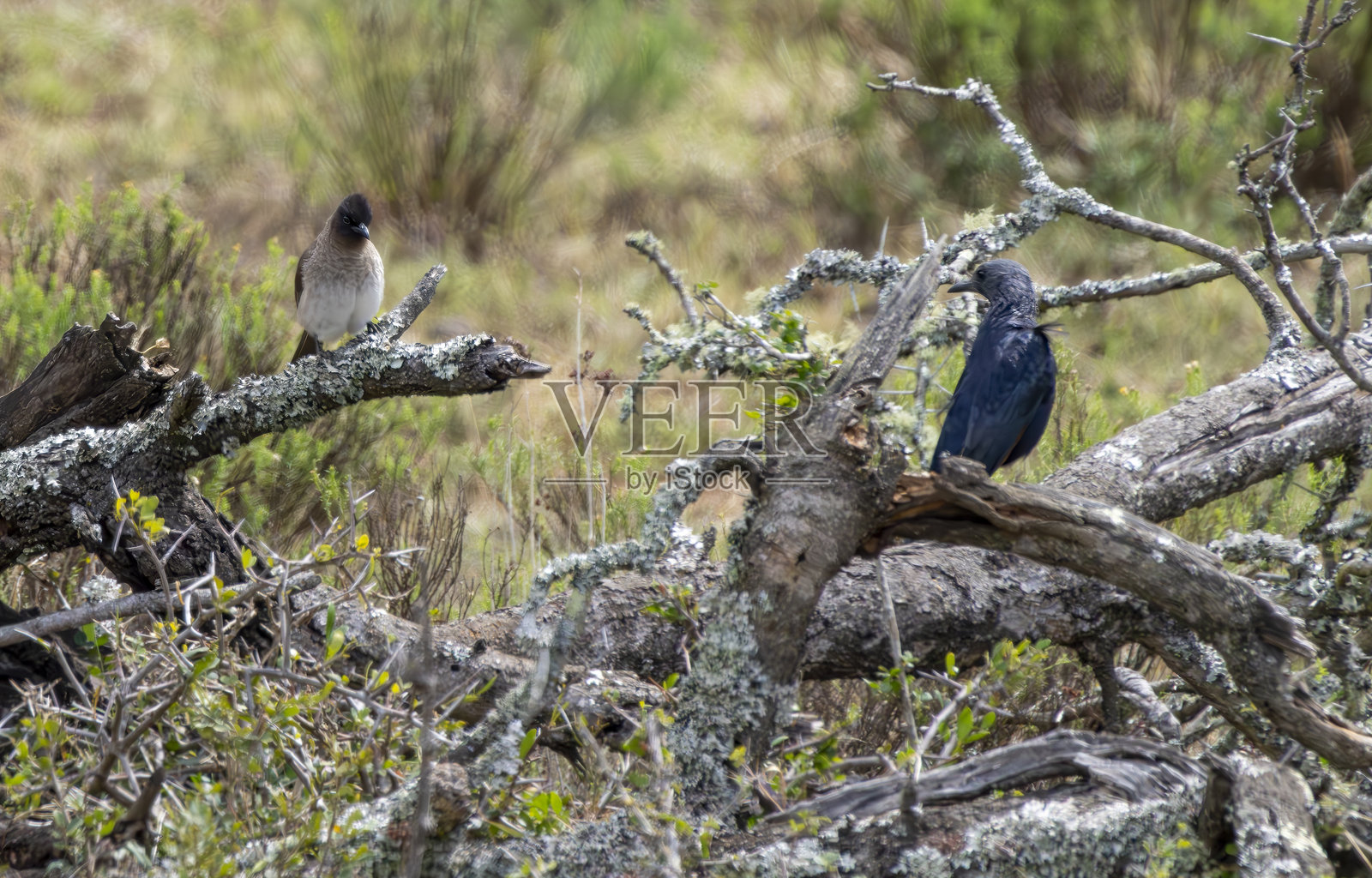 红翅星鸲（Onychognathus morio）和开普布尔布尔在南非一个野生动物保护区的树上。照片摄影图片