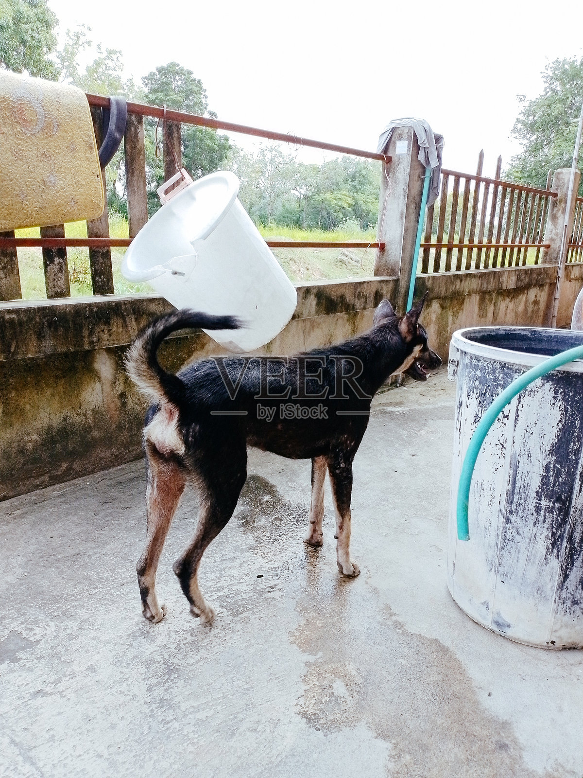 流浪的黑狗照片摄影图片