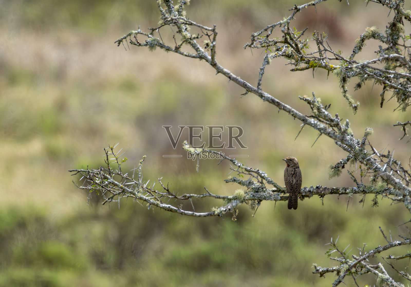 南非野生动物保护区的割喉雀。照片摄影图片