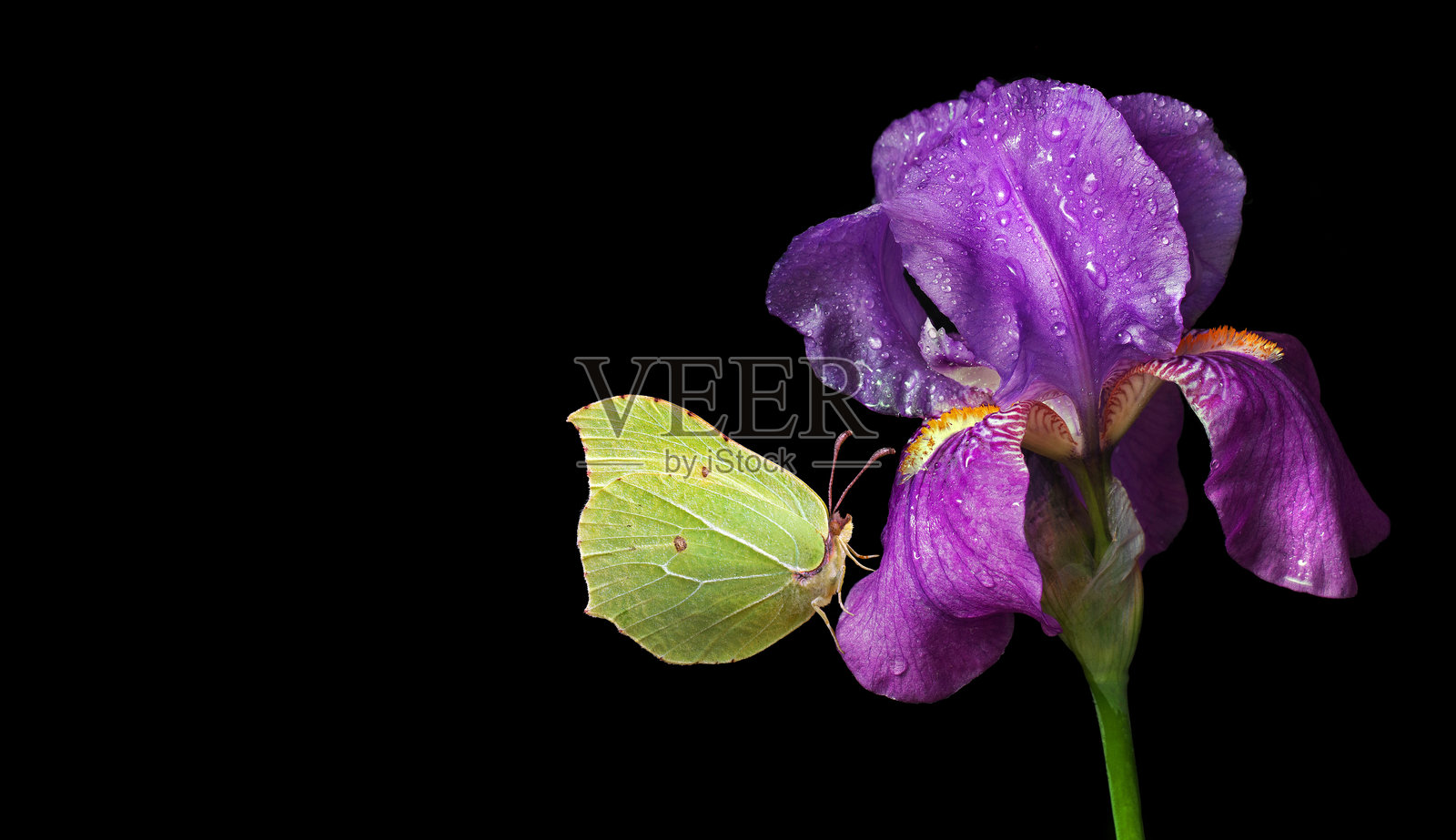 明亮的黄色蝴蝶停在紫色鸢尾花上，花瓣上沾满露珠。蝴蝶与鸢尾花在黑色背景下独立呈现。黄缘小灰蝶。照片摄影图片