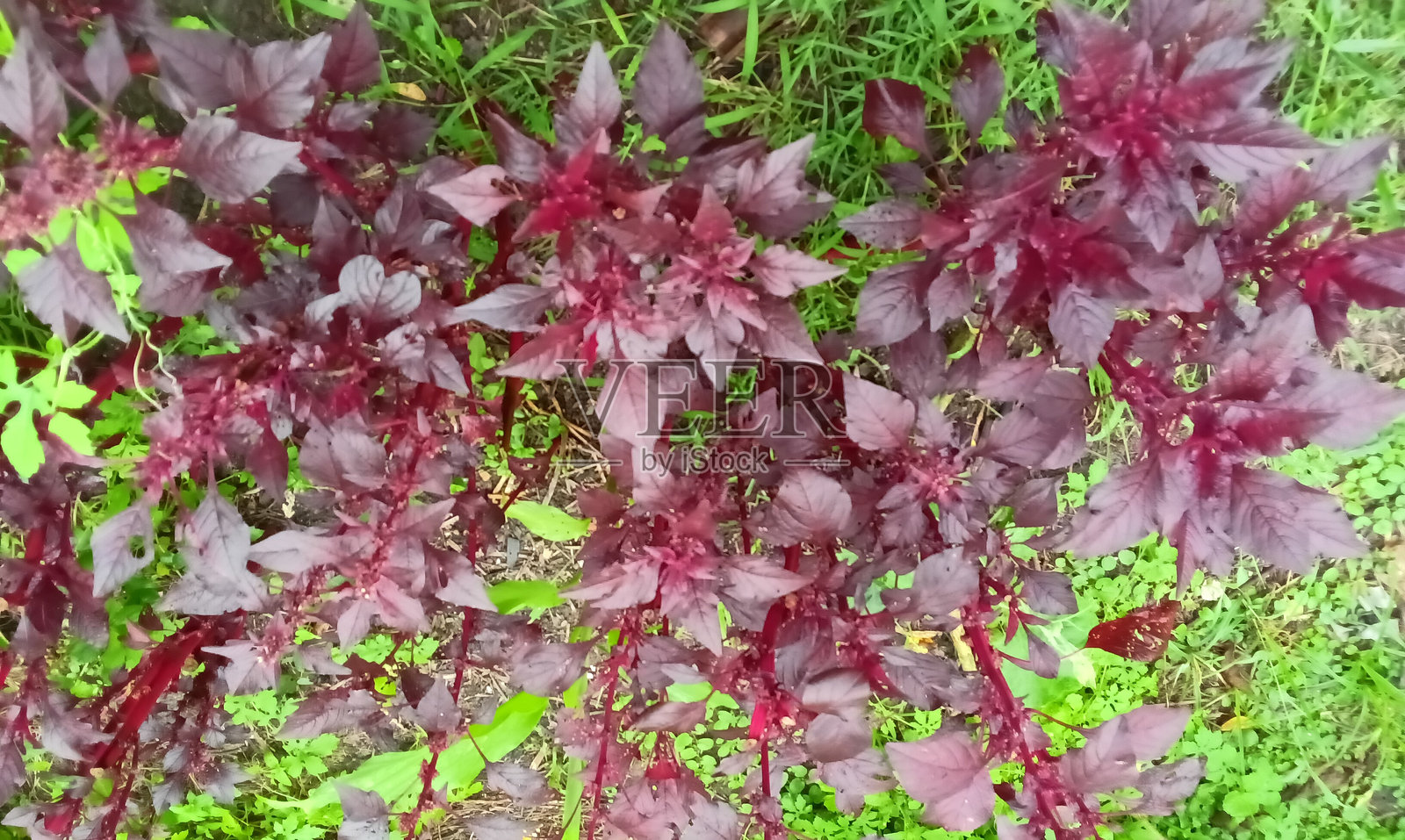 美丽的红色苦瓜照片摄影图片