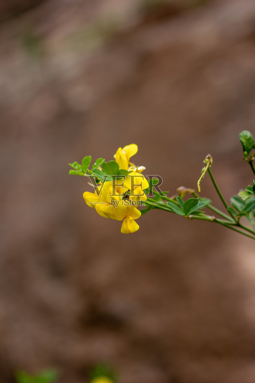 春天的黄色花朵照片摄影图片